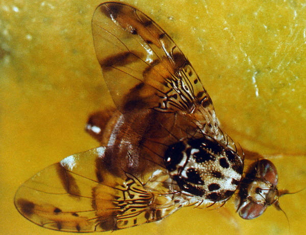 mediterranean-fruit-fly-found-in-southern-belize-mybelize-net